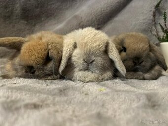 Minilop zakrslý kralíček