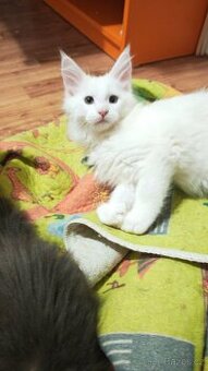 Mainská mývalí bez PP