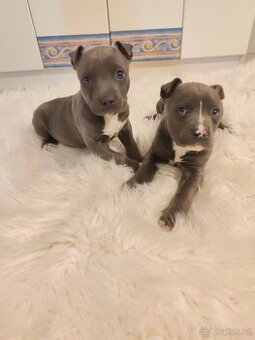 Stafordšírský bulteriér