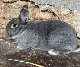 Vídeňský modrošedý