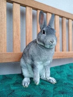 Zakrslý rex činčilový s PP