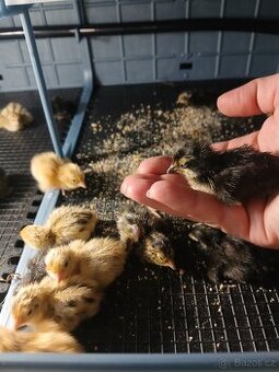 Nesexovana kuratka krepelky