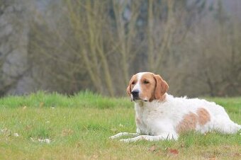 Roční goldendoodle