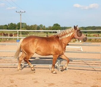PONY B - čistokrevná klisna haflinga