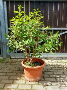 Fuchsie, Fuchsie keřová