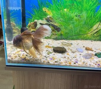 Závojnatky ORANDA+RANCHU XXL