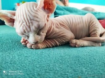 Kanadský sphynx