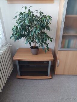 Fikus benjamin