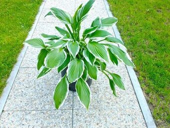 Hosta, bohyška