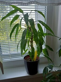 Aglaonema