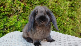 Zakrslý beránek, králíček, králík - PEGAS