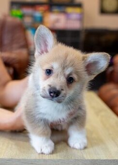 Welsh corgi pembroke s PP - 1
