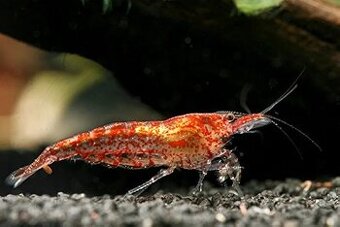 Krevetky - Neocaridina Red Cherry