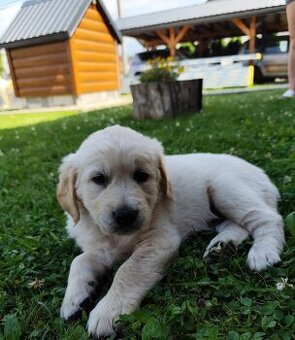 labradorsky retrivr