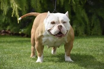 American bully s PP