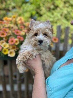 K prodeji fenka Tootsie golddust yorkshire terrier