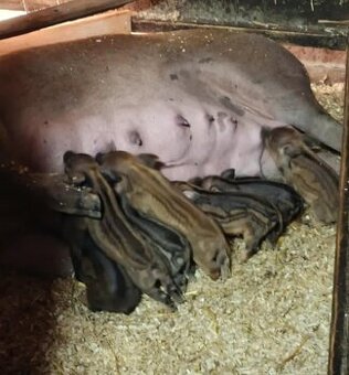 Duroc selata