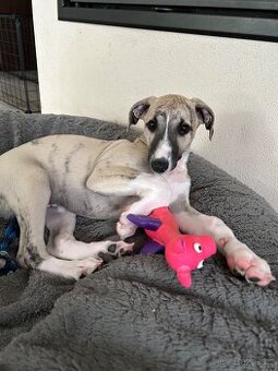 Whippet / Vipet štěně s PP - 1