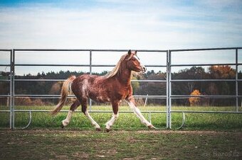 WMP Welsh Mountain Pony