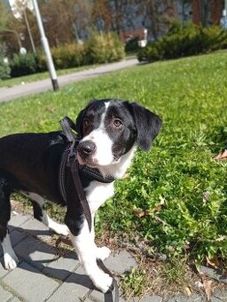Kříženec labradora s border kolii - Charley