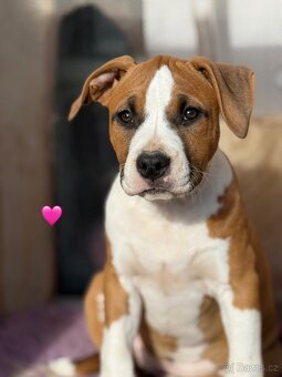 Americký stafordšírsky teriér s PP