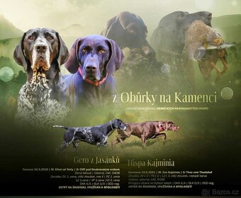 Německý krátkosrstý ohař