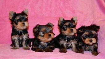 Jorkširský teriér s PP / FCI /