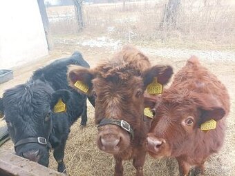 Prodám jalovičky Dexter s POP