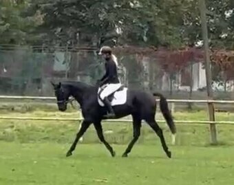 Elegantní klisna k prodeji