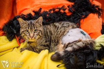 Bájný Phoenix, zrozen z popela