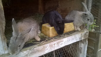 Králíci k dokrmu či chovu