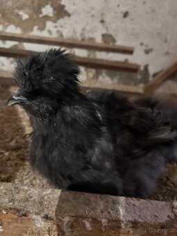 Hedvabnička velké vousatá