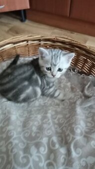 Britský stříbřitý whiskas kocourek s PP