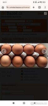 Nasadová vejce Velsumka zdrobnělá