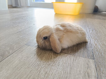 Zakrslý králíček beránek - mládě