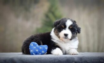 Australský ovčák s PP