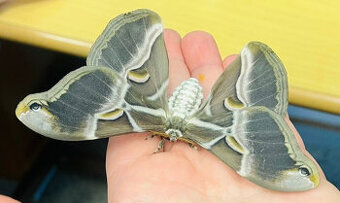 martináč pajasanový - kukly