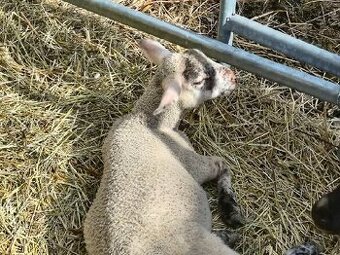 2 beránci Suffolk - Čertík a Puntík