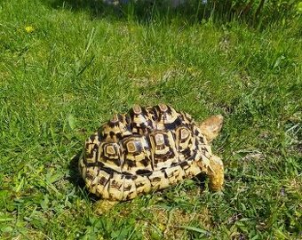 Koupím želvu pardali.Dekuji za nabidky.mob 723214446