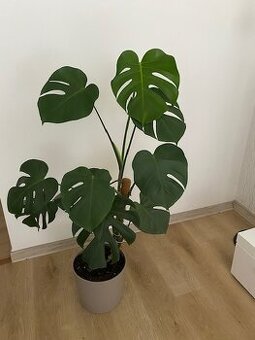 Monstera 130 cm