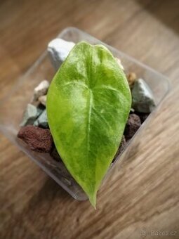 Alocasia Longiloba Lemon Lime