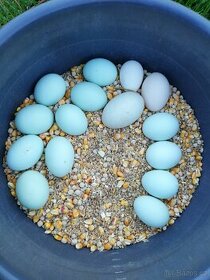 Modrá násadová vajíčka
