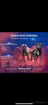 Stafordšírský bulteriér štěňátka s PP