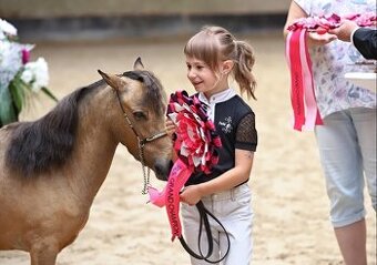 AMHA/ minihorse-valach