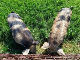 Prasata kune kune