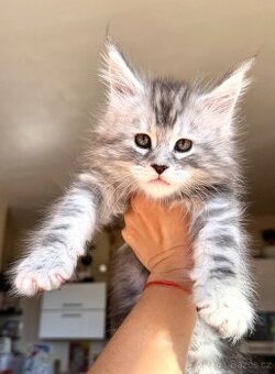Mainská Mývalí Maine Coon kocourek s PP
