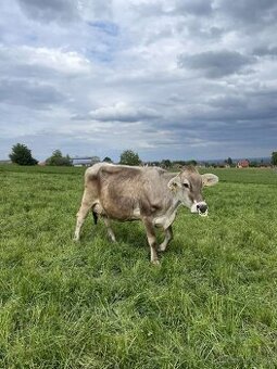 Kráva brown swiss 100% z ekologického zemědělství