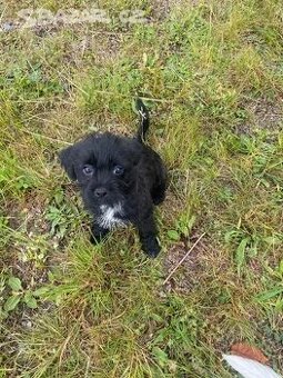 jorkširsky -shih-tzu bez pp - 1