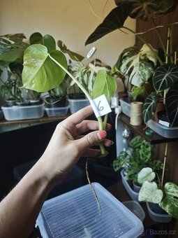 Monstera alba č.6