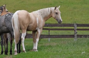 Roční paint Horse klisna